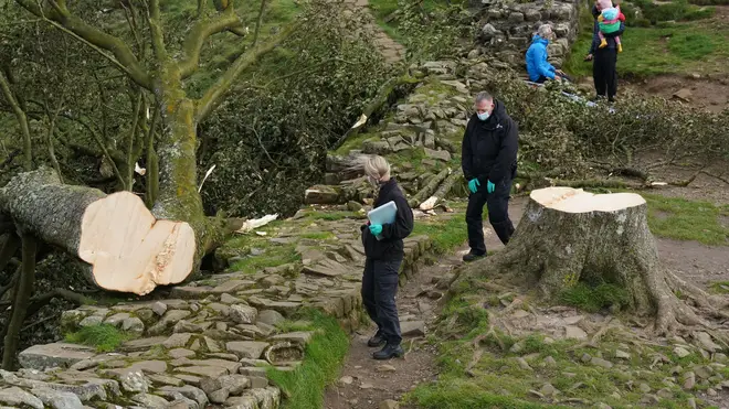 Forensic investigators from Northumbria Police examine the felled Sycamore Gap tree, on Hadrian's Wall in Northumberland