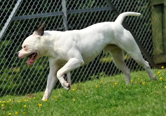 The dog was thought to have been an XL bully