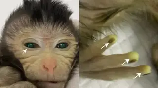 The monkey, with glowing fingertips, could help shed light on how stem cells work in the creation of life