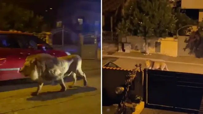 A circus lion escaped in the Italian town.