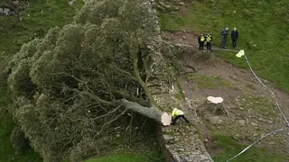 Sycamore Gap tree after it was felled