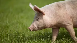 Pig walking in grass.
