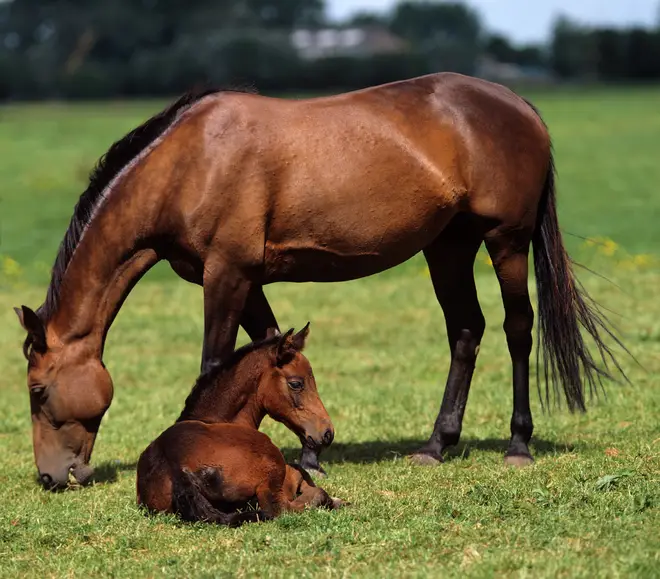 The 16-year-old horse had given birth to two foals and was pregnant with her third before she was killed.