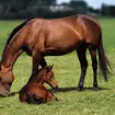 The 16-year-old horse had given birth to two foals and was pregnant with her third before she was killed.