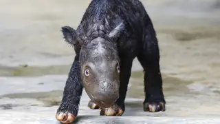 APTOPIX Indonesia Rhino