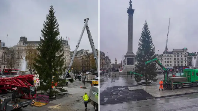 The Trafalgar Square Christmas tree has arrived.