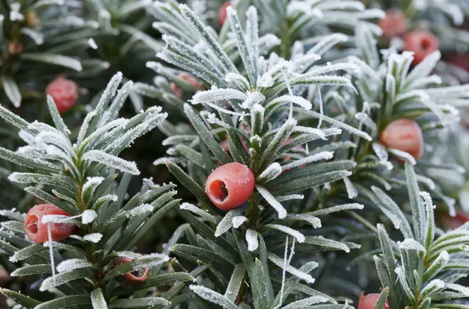 Yew trees and hedges are highly poisonous and its berries and seeds have higher levels of toxins than others.