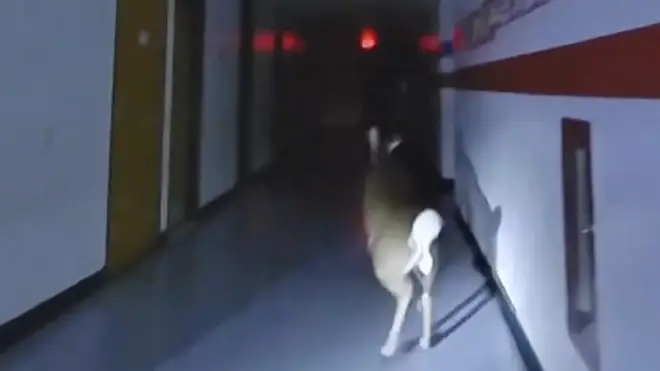 Police officers pursue a deer down a hallway at Cedar Grove Elementary School in Toms River, New Jersey