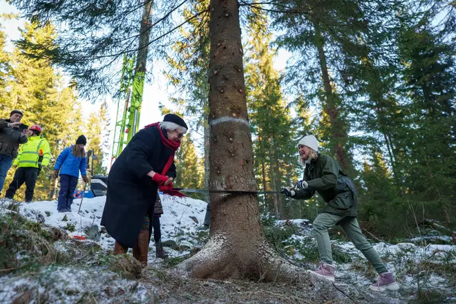 The tree is traditionally gifted to the UK from Norway.