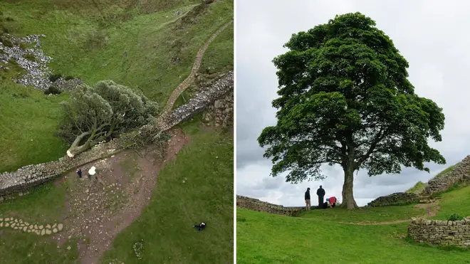 Specialists have revealed the tree's cuttings have shown positive signs of life.