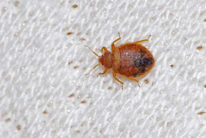 Two men have been arrested over an alleged bedbug treatment fraud