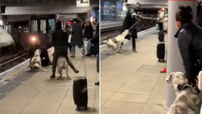 The man was attacked after offering to hold the dog on a lead