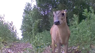 A deer deterred from crossing railway tracks