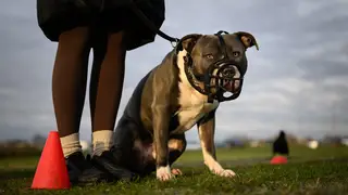 The British Government takes steps to ban the XL Bully breed after a number of fatal attacks