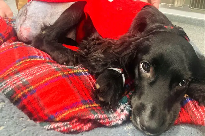 Ariel, a spaniel with six legs found abandoned in a supermarket parking lot, is 'doing well' after having her extra limbs surgically removed