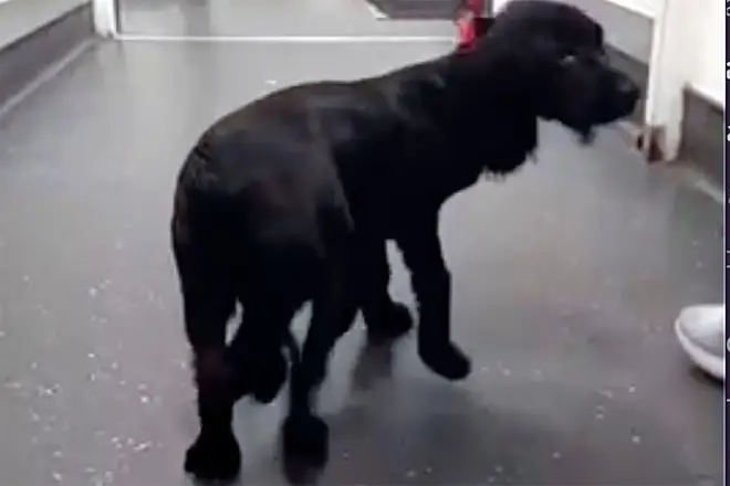 A spaniel with six legs that was found abandoned in a supermarket parking lot is now like other dogs after having her extra limbs surgically removed
