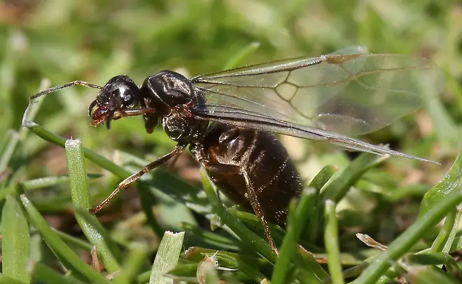 Flying Ant Day tends to occur in warm weather between June - September 