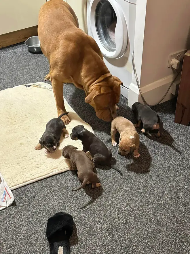 Warren recently posted a photo to social media explaining his 'XL Bully' had puppies that were up for sale