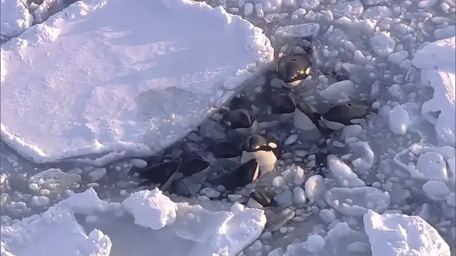 A screenshot from drone footage shows a pod of killer whales bobbing up and down in a small gap surrounded by drift ice in Rausu, Hokkaido, northern Japan