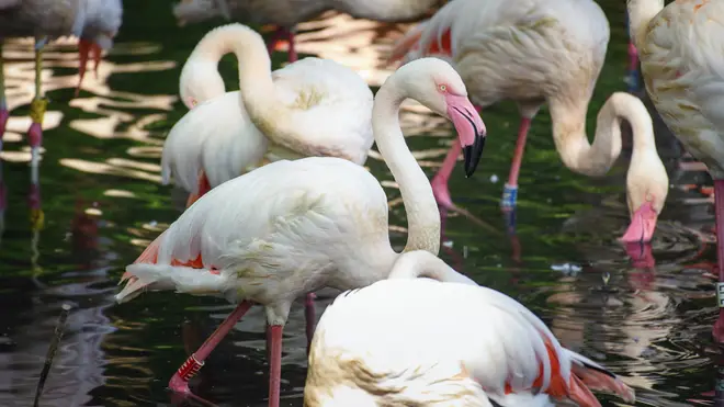 Flamingo Ingo stands in the sunlight in a small lake next to his fellow flamingos at Berlin Zoo in 2018