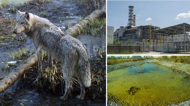 Mutant wolves living in the wasteland of the Chernobyl disaster appear to be evolving the ability to fight cancer