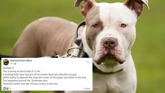 The victim was "bitten in the face" by a 'Bully type' dog