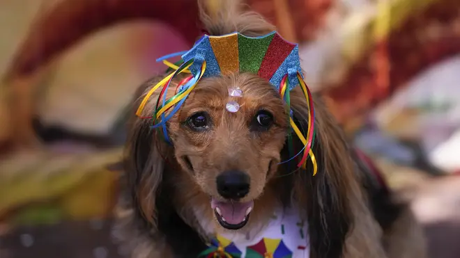 A dog in costume