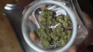 Cannabis flower buds