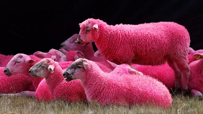 Latitude festival has been accused of cruelty over pink sheep stunt