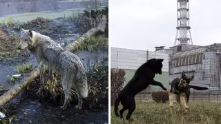 Mutant animals have evolved following the disaster