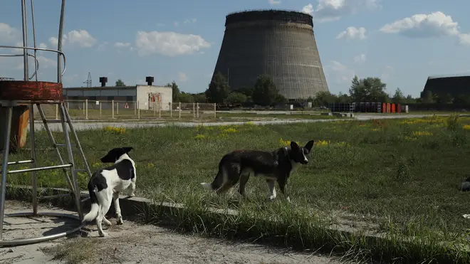 Stray dogs of Chernobyl