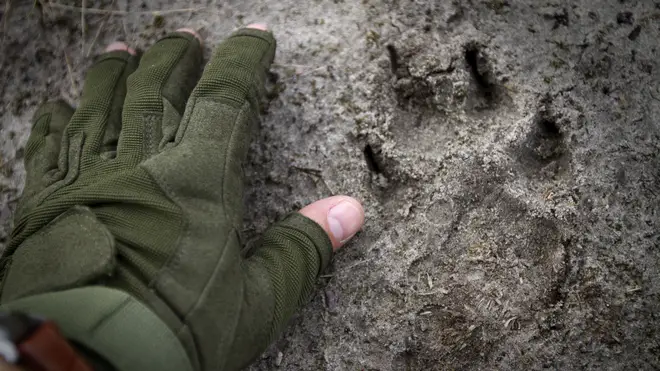 Wolf tracks in Chernobyl zone