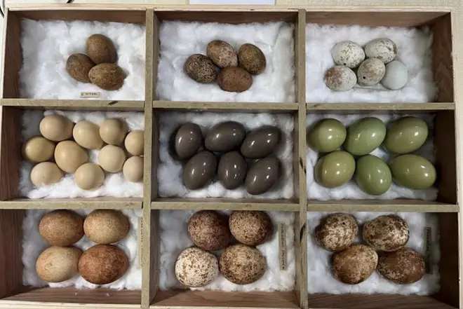 A total of 2,995 eggs were found within the home, including 2,429 eggs from native birds - protected by the Wildlife and Countryside Act - in his bedroom.