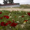 Anemone wildflowers bloom in Re’im, southern Israel, at the site of a cross-border attack by Hamas on the Nova music festival where hundreds of people were killed and kidnapped into the Gaza Strip (Ma