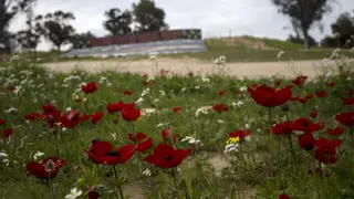 Anemone wildflowers bloom in Re’im, southern Israel, at the site of a cross-border attack by Hamas on the Nova music festival where hundreds of people were killed and kidnapped into the Gaza Strip (Ma