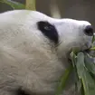 China San Diego Panda Diplomacy