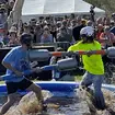 Competitors battle in a muddy pool at the Florida Man Games