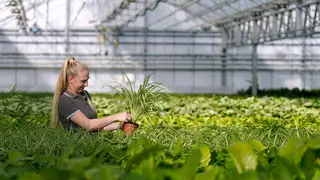 Iliyana Matasheva inspects house plants growing at Bury Lane Farm