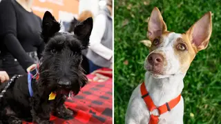 Scottish terriers face an uncertain future as the once-popular breed is added to the Kennel Club's watch-list for at-risk breeds.