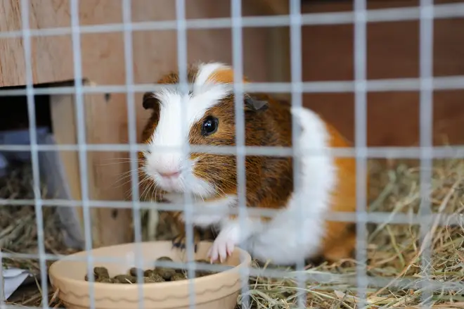 A guinea pig has been found abandoned outside an east London tube station