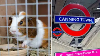 Guinea pig found abandoned on the London Underground with heartbreaking note pleading for 'new owner'