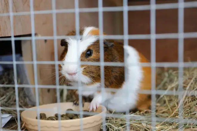 The Abyssinian guinea pig&squot;s cage is said to have had a one-line note attached, which read: "I need a new owner. Guinea Pig."