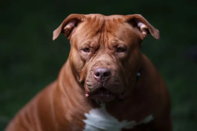 It is now illegal to own an XL Bully in the UK without an exemption certificate