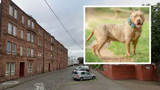 A 25-year-old woman and her Chihuahua dog were attacked by two large dogs in Finnart Street, Glasgow