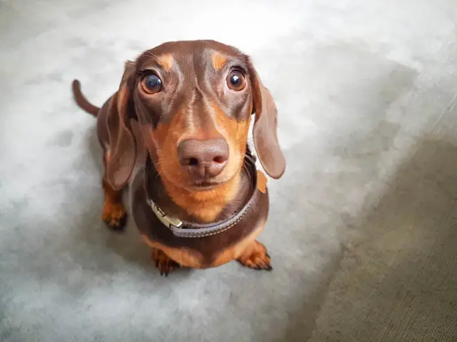 Dachshunds have soared in popularity across Europe