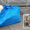 The swan - which has now been named Steve - was rescued from the roof of