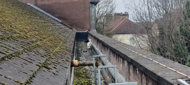 The bird was spotted by a member of the public from a neighbouring block of flats
