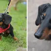 A spokesman has denied reports the sausage dog could be banned.