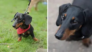 A spokesman has denied reports the sausage dog could be banned.