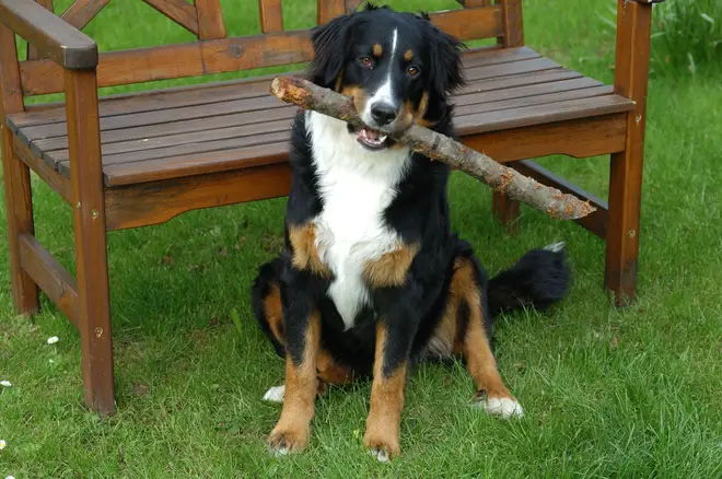 He was attacked by seven dogs including Bernese Mountain dogs (file image)
